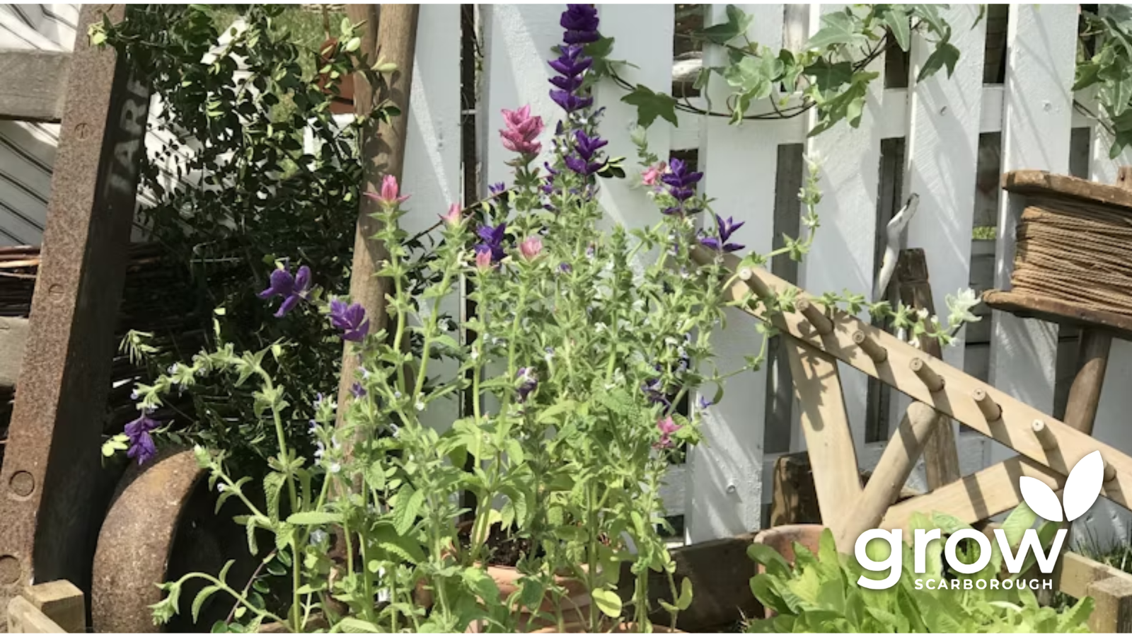 Growing our Community