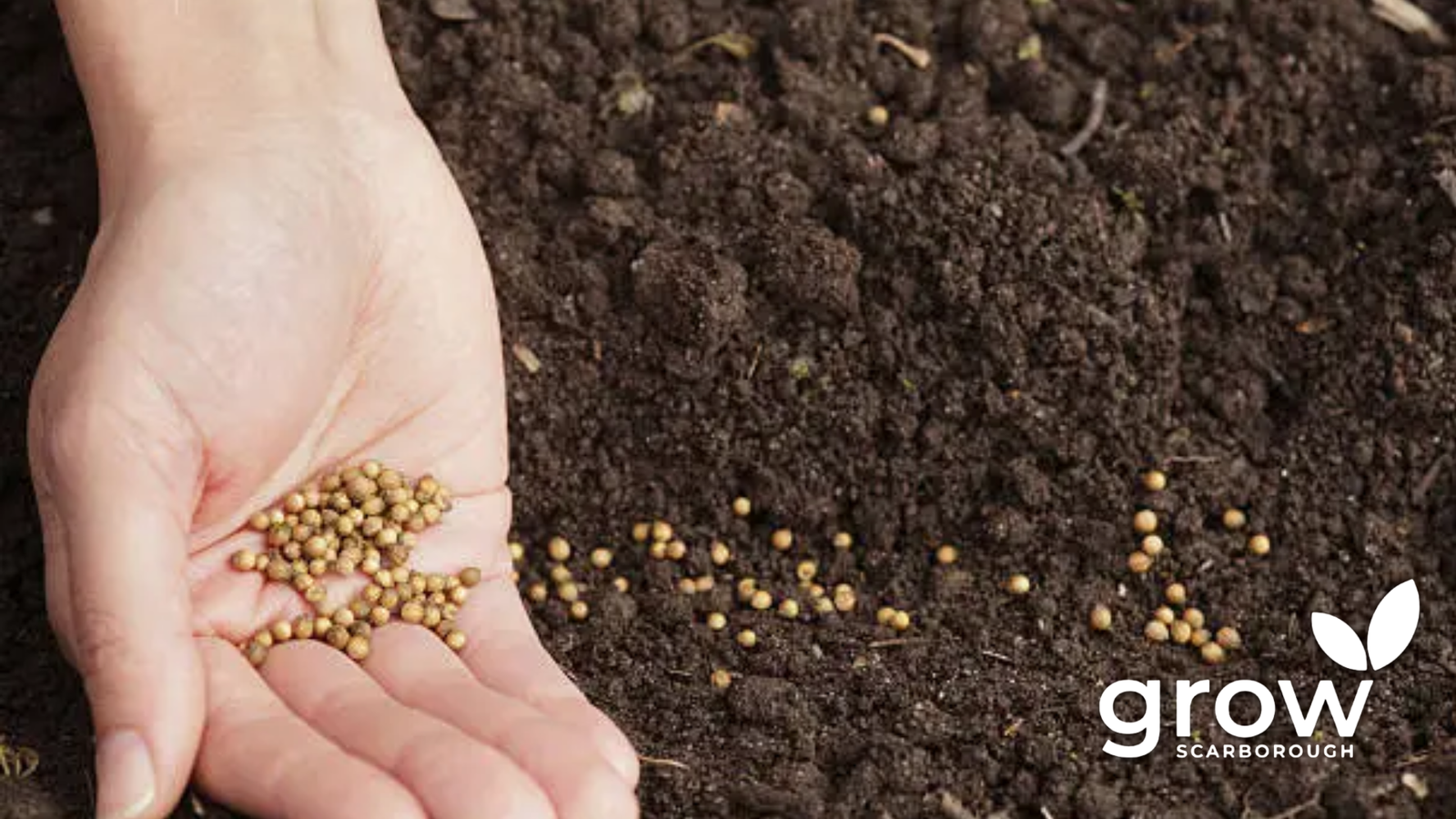 Scarborough Seed Hub